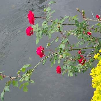 川のある風景の画像 by けいこさん | 薔薇と川のある風景と出会いに感謝♡