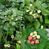 ワイルドストロベリー,ワイルドストロベリー,ワイルドストロベリー白実,赤い実,白い実の画像