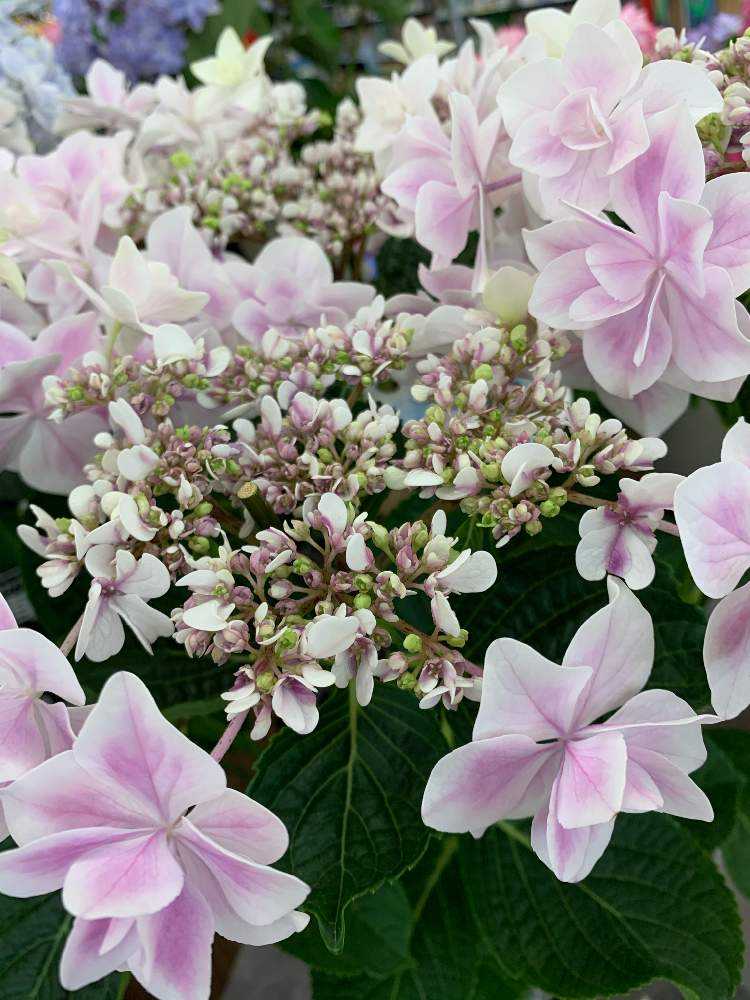 2021.3~ 🌸紫陽花・山紫陽花 🌸|🍀GreenSnap(グリーンスナップ) 2021.3~ 🌸紫陽花・山紫陽花 🌸|🍀GreenSnap(グリーンスナップ)