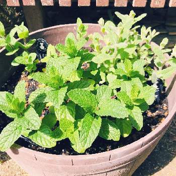 パイナップルミントの育て方 日当たりや水やり加減は Greensnap グリーンスナップ