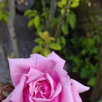 結愛の画像 by 庭野華子さん | 小さな庭と結愛とばら バラ 薔薇と京成バラ園とバラのある暮らしとPinkRoseと香りの良いバラとバラが好きと花のある暮らしと薔薇♪とロザリアンとrose