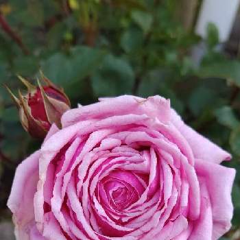 結愛の画像 by 庭野華子さん | 結愛とばら バラ 薔薇と京成バラ園とバラのある暮らしとPinkRoseと香りの良いバラとバラが好きと薔薇♪とロザリアンとrose