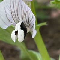 ソラマメ,花壇,ガーデニング,マメ科,野菜の花の画像