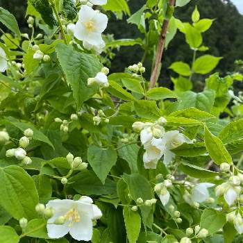 カイドウザクラの投稿画像一覧 Greensnap グリーンスナップ