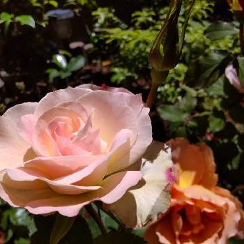 バラ ジャストジョーイの画像 by 咲きちゃんさん | バラ   マチルダとバラ ジャストジョーイとありがとう♡といやされる♡としぞーか勢とおうち園芸とGSに感謝と薔薇♪と綺麗✨と静岡県と幸せな時間