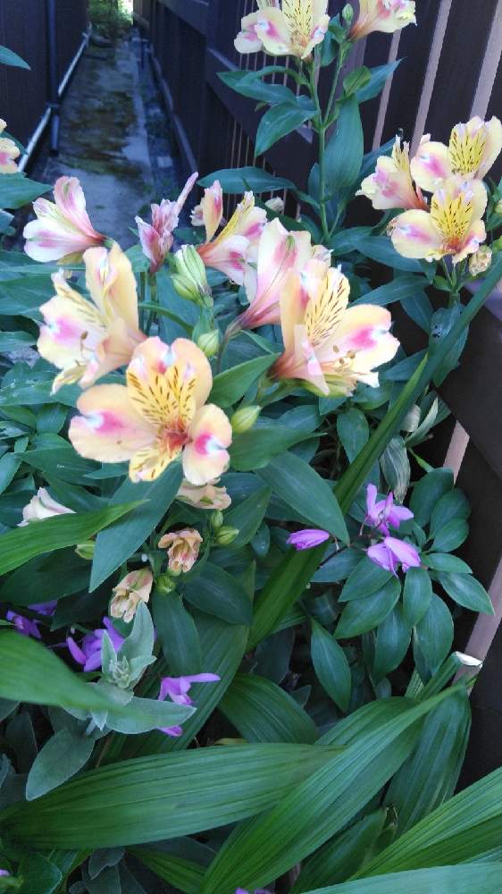 アルストロメリアの投稿画像 By Mokasyoさん 21月5月2日 Greensnap グリーンスナップ Greensnap グリーンスナップ