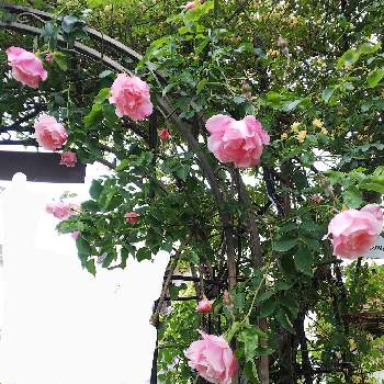 ナチュラルガーデンに憧れの画像 by クッキーさん | 小さな庭と花のある暮らしとナチュラルガーデンに憧れと薔薇スパニッシュビューティーと小さなお庭と可愛いね♡