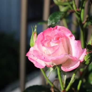 薔薇ニコルの画像 by pipiさん | バルコニー/ベランダと薔薇    ニコルと薔薇♡と薔薇ニコルとおうち園芸とバルコニーとピンクのお花とバラ・ミニバラ