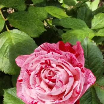 薔薇の微笑みの画像 by 春の薔薇さん | 広い庭と薔薇の微笑み