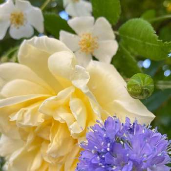 野バラの画像 by ちょこっちさん | 小さな庭とオールドローズ アルベリックバルビエと野バラとギリア♪とガーデニングとバラが好き