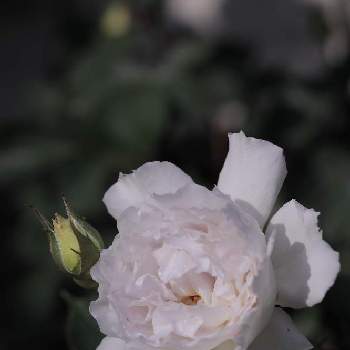 SIGMA 50mm F1.4 DG HSM Artの画像 by けんパパさん | 小さな庭とガブリエルとバラ  ガブリエルとバラ、薔薇、ばらと無加工と無修正と薔薇愛同盟とCanon EOS Rと薔薇に魅せられてと手作りの庭と【ちから配布】ガーデニング：カメラ＝５０：５０と新型コロナウィルスに負けるなとけんパパが育てる薔薇　2021とこんな時こそ花をとおうち園芸とコロナに負けるな！と2021 GSでバラ園とミラーレス一眼と雨の雫と玉ボケと地植えと日曜にこにこ猫目線とSIGMA 50mm F1.4 DG HSM Artと自慢のバラ_2021