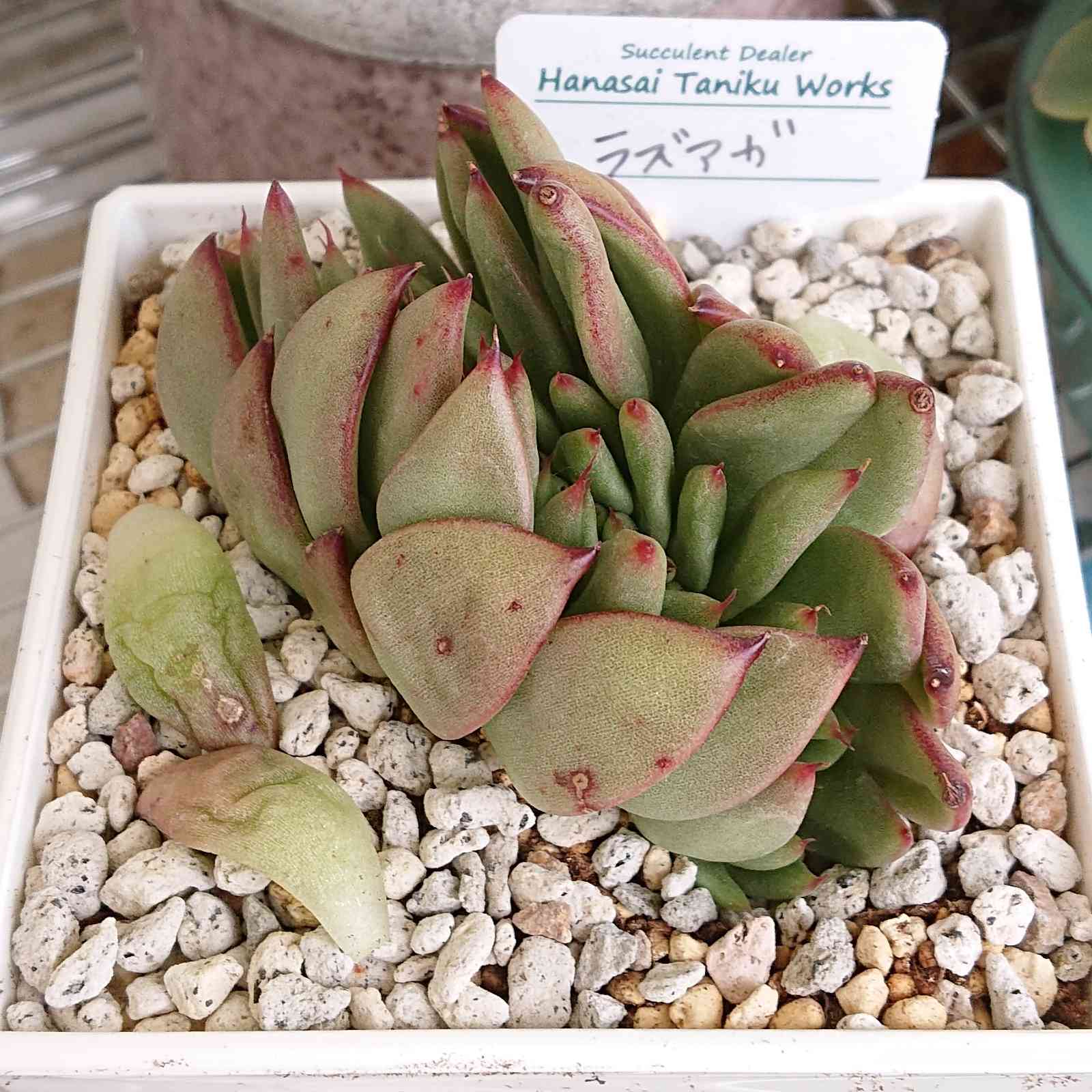 ラズアガ綴化｜🍀GreenSnap（グリーンスナップ）