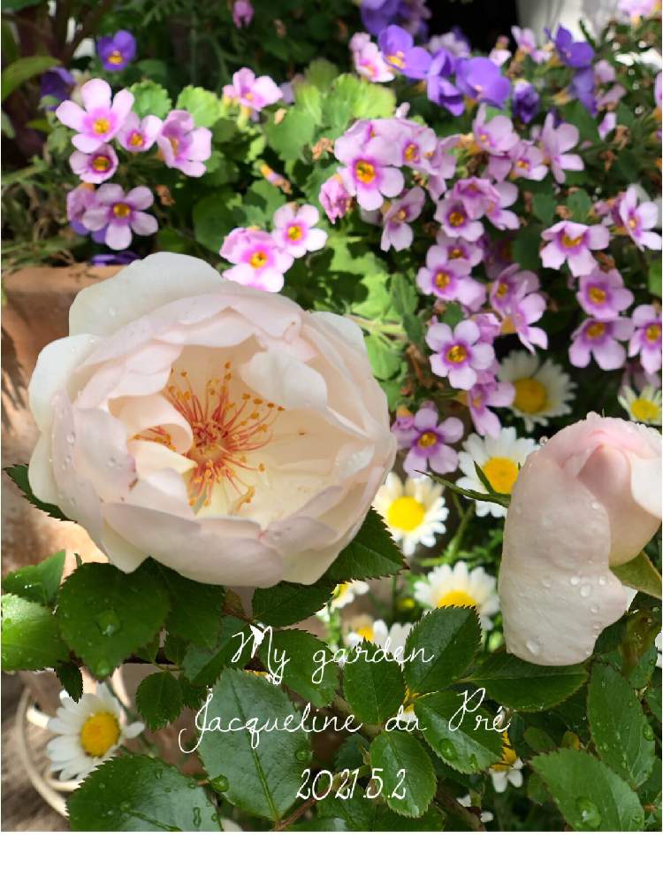 バラ ジャクリーヌデュプレの投稿画像 By みみとねねさん きらめきの季節とおうち園芸と花のある暮らしとかわいいな とエントランスとバラ ジャクリーヌデュプレときらめきの季節とおうち園芸と花のある暮らしとかわいいな 21月5月2日 Greensnap グリーン バラ ジャクリーヌデュプレの投稿画像 By みみとねねさん きらめきの季節とおうち園芸と花のある暮らしとかわいいな とエントランスとバラ ジャクリーヌデュプレときらめきの季節とおうち園芸と花のある暮らしとかわいいな 21月5月2日 Greensnap グリーン