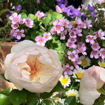 バラ ジャクリーヌデュプレの投稿画像一覧 Greensnap グリーンスナップ