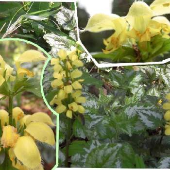 キバナオドリコソウの画像 by miyaさん | キバナオドリコソウと黄色の花と植物観察