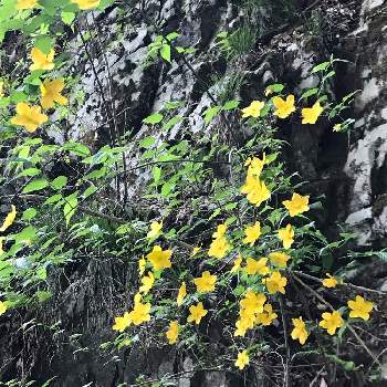 ヤマブキ♡の画像 by アキラさん | お出かけ先と春の山野草とヤマブキ♡と山歩きの花々