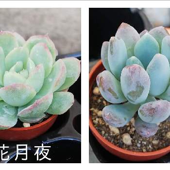 一寸鉢の投稿画像一覧 Greensnap グリーンスナップ