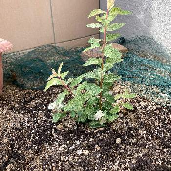 コデマリ ピンクアイスの投稿画像一覧 Greensnap グリーンスナップ