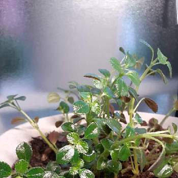 ピレア サンパウロの画像 by hidesgardenさん | 窓辺とピレアとピレア サンパウロと新しい仲間と植物大好きとおうち園芸と鉢植えとgreenlifeとガーデニング
