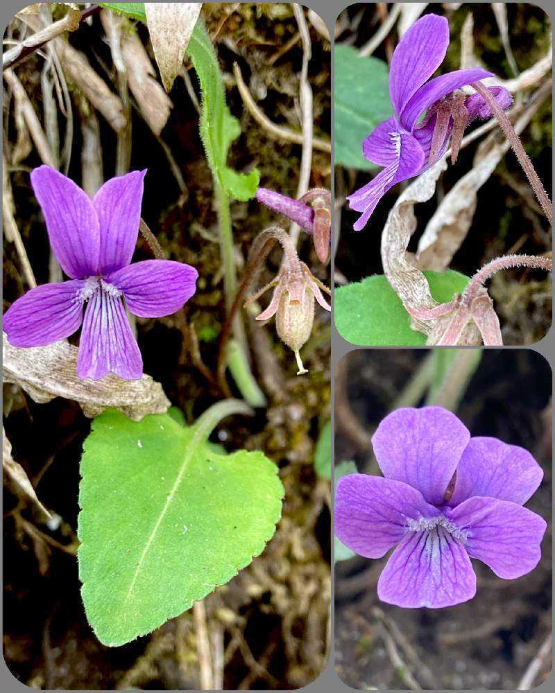 スミレ観察日記 備忘録その4 Greensnap グリーンスナップ