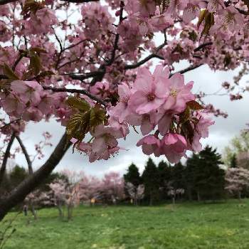 モエレ沼公園の投稿画像一覧 Greensnap グリーンスナップ