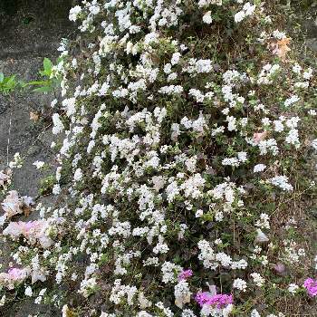 コバノランタナ 白 の投稿画像一覧 Greensnap グリーンスナップ