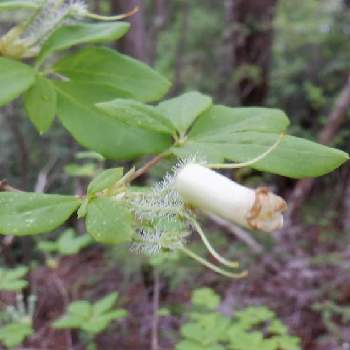 ツリガネツツジ ウスギヨウラク の投稿画像一覧 Greensnap グリーンスナップ