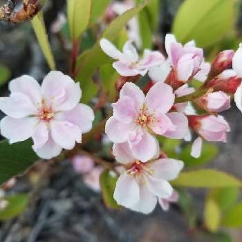 地味だけどよく見ると可愛い樹木の花の投稿画像一覧 Greensnap グリーンスナップ