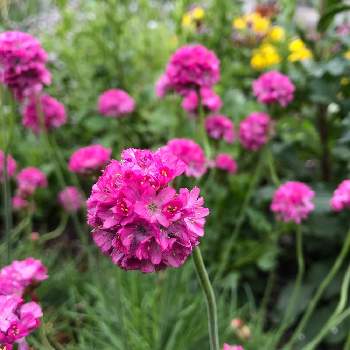 春のお花♡の画像 by ちっちさん | アルメリアと我が家の花畑と春のお花♡とおうち園芸とお花のある暮らしと我が家の花壇とお花は癒しとピンク色の花
