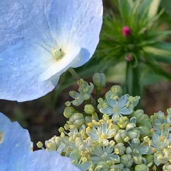 冬咲き紫陽花 スプリングエンジェルの投稿画像一覧 Greensnap グリーンスナップ