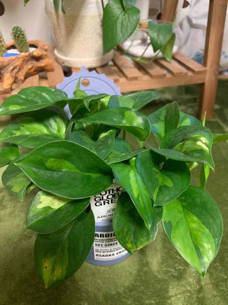 ポトス パーフェクトグリーンの投稿画像 By とみーさん ポトス グローバルグリーンと観葉植物とインテリアグリーンと観葉植物のある暮らし 21月5月2日 Greensnap グリーンスナップ