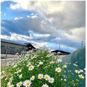 ジョチュウギク 除虫菊の投稿画像一覧 Greensnap グリーンスナップ