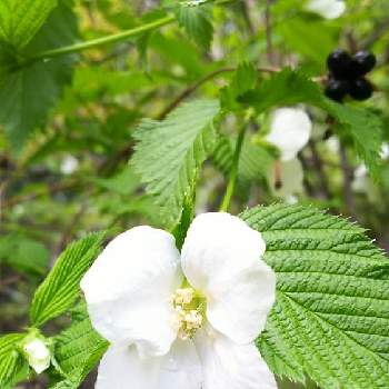 白山吹の投稿画像一覧 Greensnap グリーンスナップ