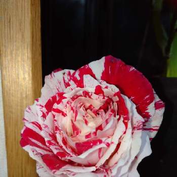 薔薇 センチメンタルの投稿画像一覧 Greensnap グリーンスナップ