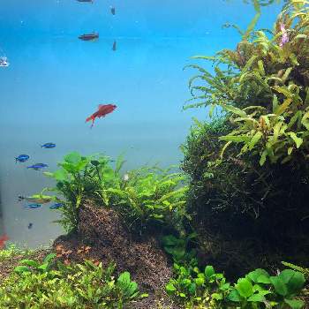 ネイチャーアクアリウムの投稿画像一覧 Greensnap グリーンスナップ ネイチャーアクアリウムの投稿画像一覧 Greensnap グリーンスナップ