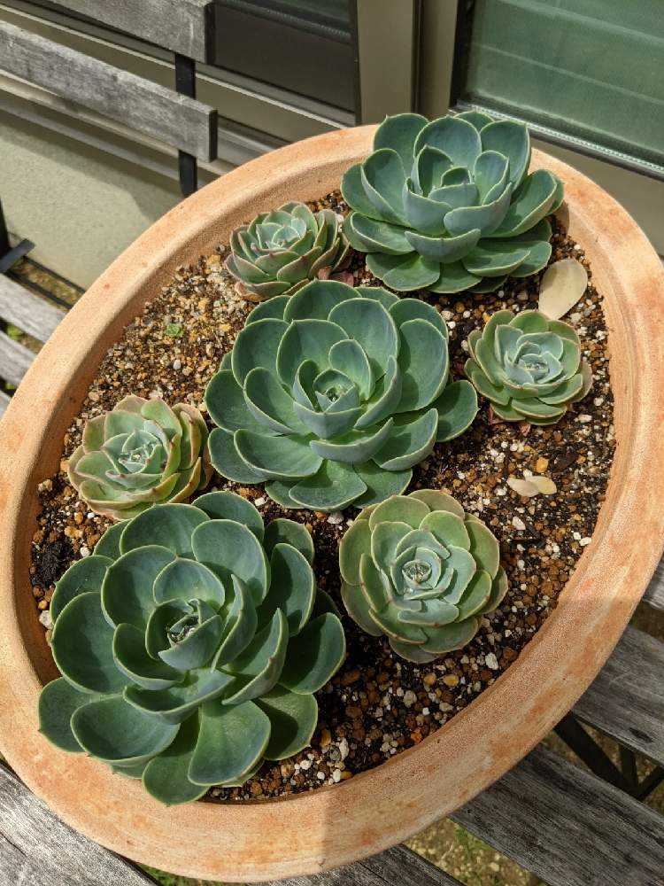 七福神丼を目指す👍【更新中です♪】｜🍀GreenSnap（グリーンスナップ）