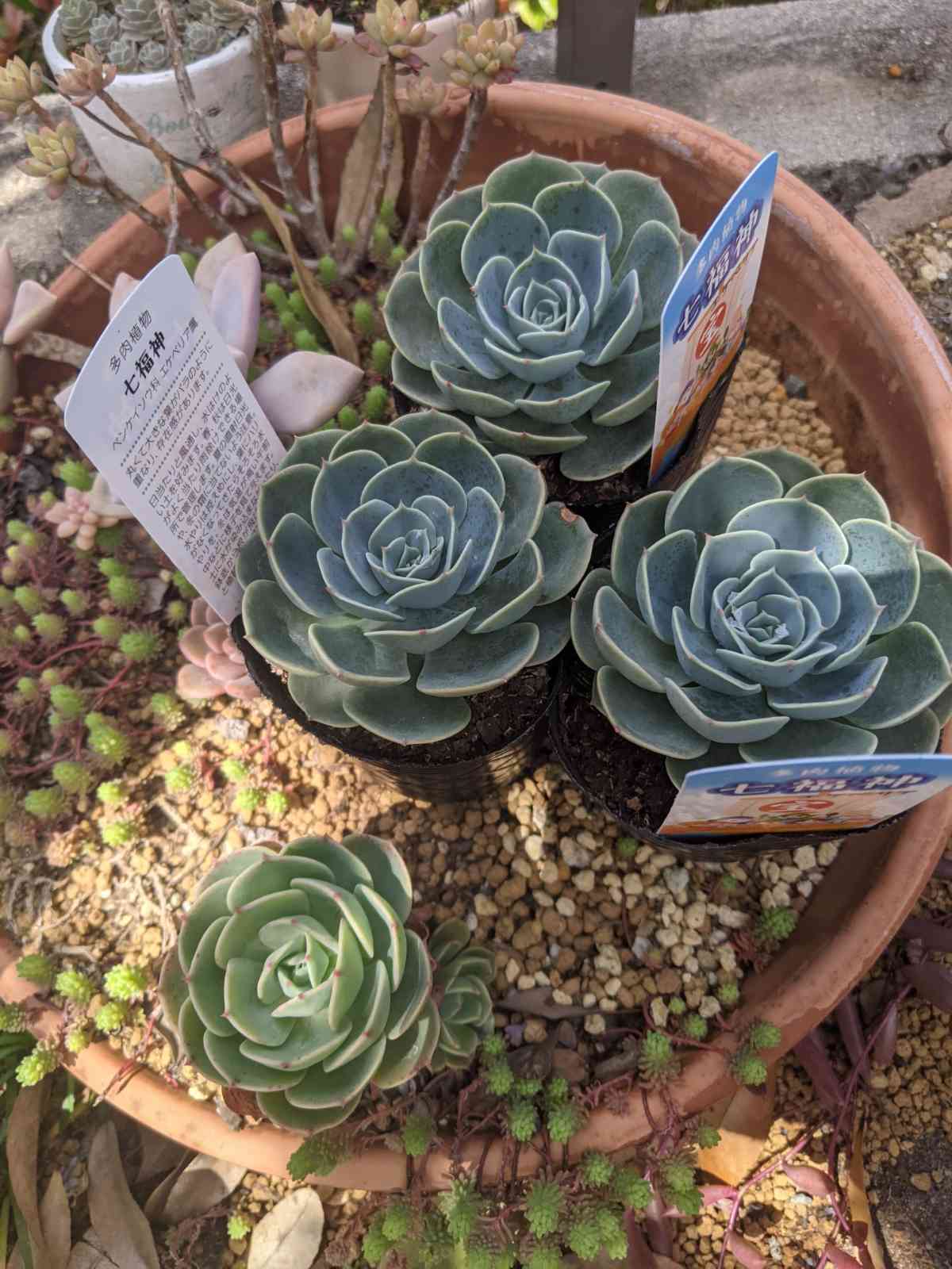 七福神⑦ エケベリア 多肉植物 淡く