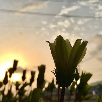 朝焼け の 花