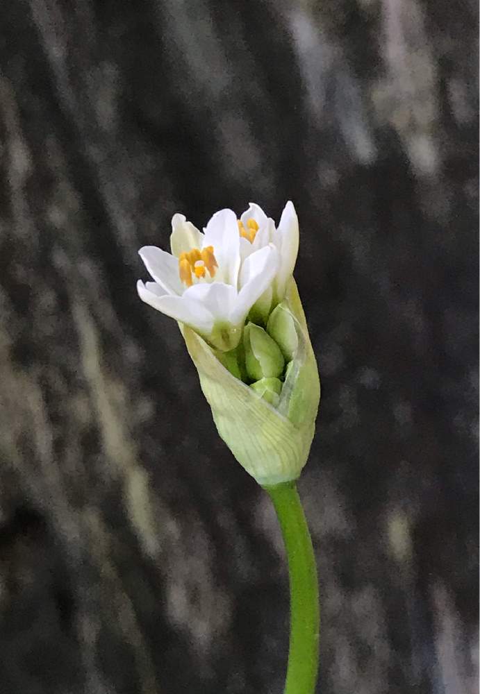 白いお花の投稿画像 By Botanさん ハタケニラと小さな庭と白いお花 21月5月2日 Greensnap グリーンスナップ Greensnap グリーンスナップ
