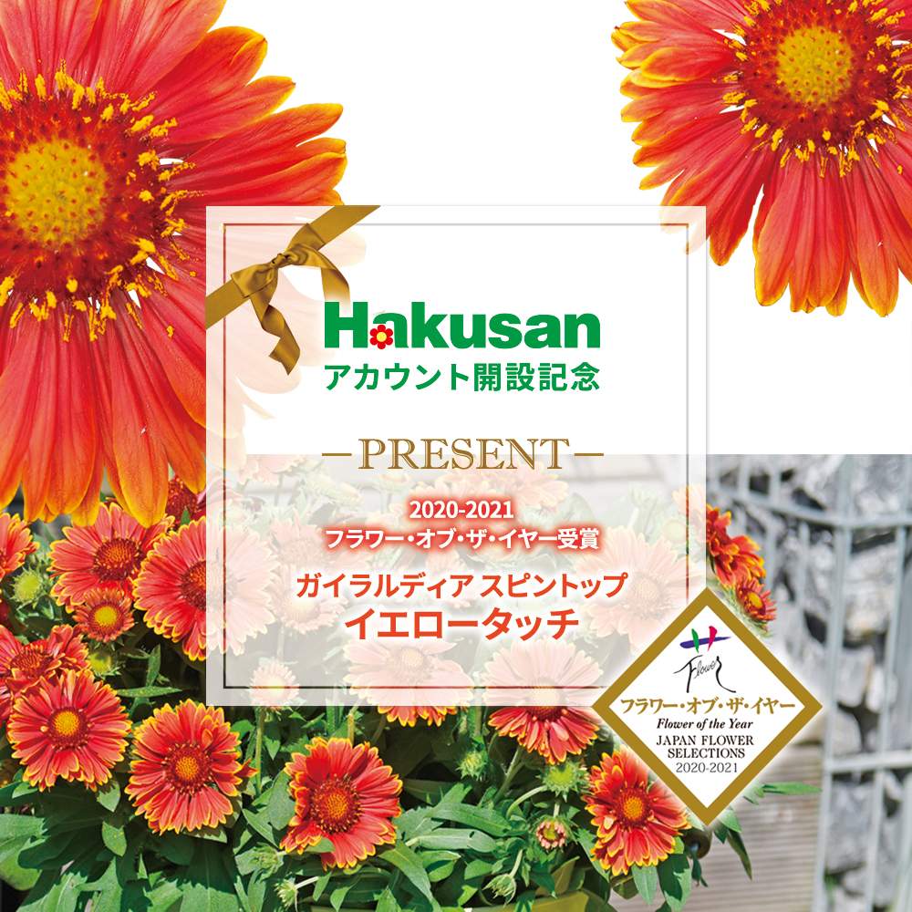 ガイラルディアの投稿画像 By Hakusanさん キクとハクサンと育てやすい花と受賞品種とハクサンと育てやすい花と受賞品種 21月5月3日 Greensnap グリーンスナップ Greensnap グリーンスナップ
