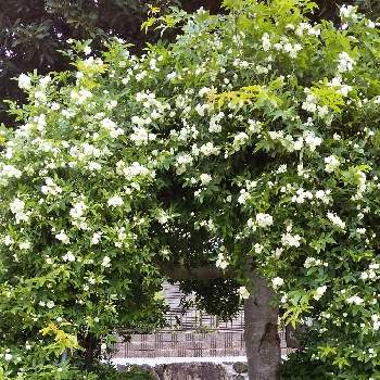 白モッコウバラの投稿画像一覧｜🍀GreenSnap（グリーンスナップ）