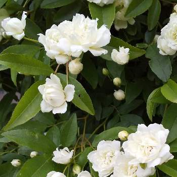 白モッコウバラの投稿画像一覧｜🍀GreenSnap（グリーンスナップ）