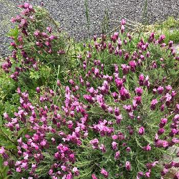 シソ科の投稿画像一覧 Greensnap グリーンスナップ