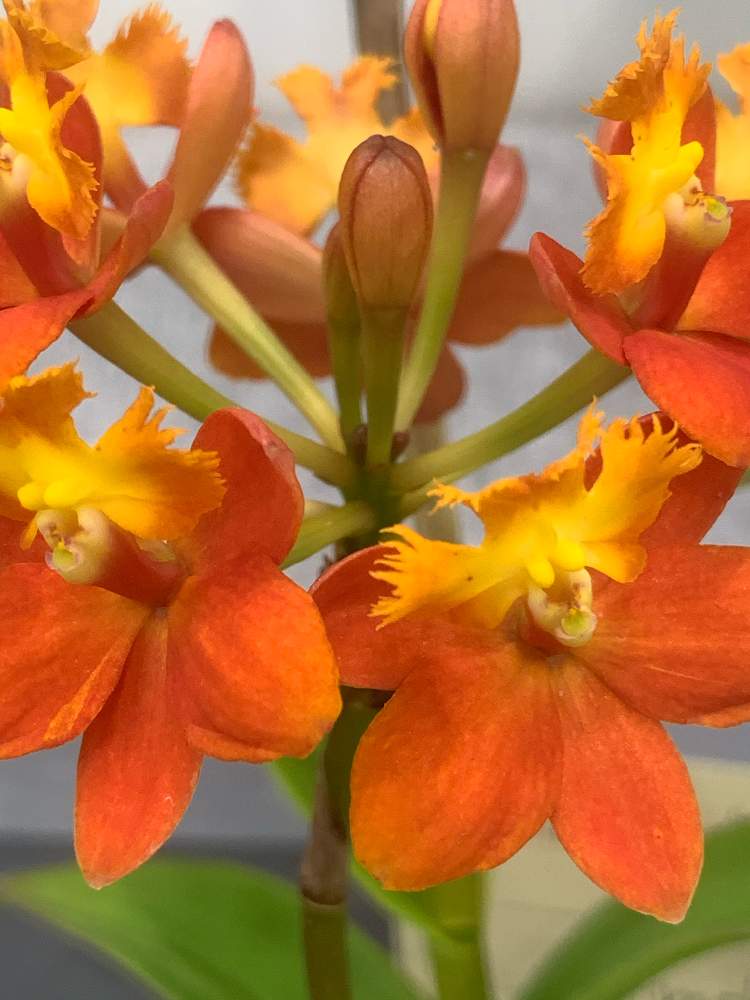 エピデンドラムの投稿画像 By まあみさん お出かけ先とオレンジ色の花とラン科とお初見と綺麗と月曜日にビタミンカラーと可愛いと世界のラン展 21と オレンジ色の花とラン科とお初見と綺麗と月曜日にビタミンカラーと可愛いと世界のラン展 21 21月5月3日