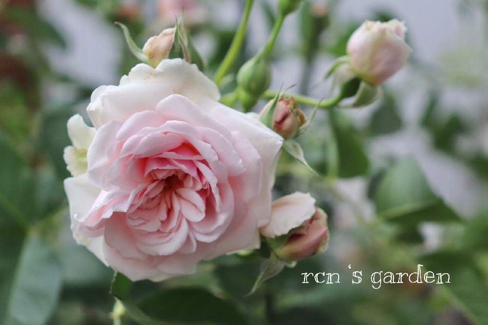 バラの投稿画像 By Rcnさん バラ フェリシアと開花と薔薇フェリシアとばら バラ 薔薇とバラのある暮らしとおうち園芸とバラ 鉢植えと南側庭といい香りとフェリシア バラ 21月5月3日 Greensnap グリーンスナップ