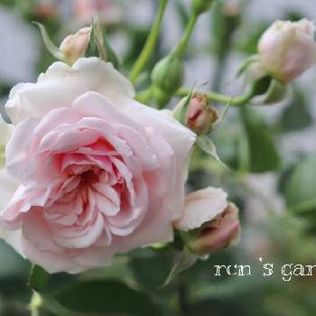 バラ フェリシアの画像 by rcnさん | 小さな庭とバラとバラ フェリシアと開花と薔薇フェリシアとばら バラ 薔薇とバラのある暮らしとおうち園芸とバラ 鉢植えと南側庭といい香りとフェリシア バラ