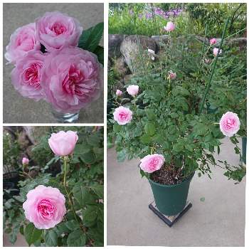 バラ オリビアローズオースチンの投稿画像一覧 Greensnap グリーンスナップ