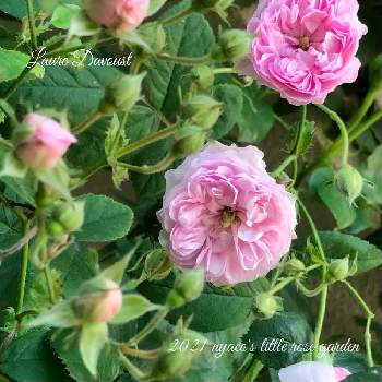 ローラダボーの投稿画像一覧 Greensnap グリーンスナップ