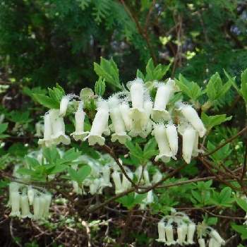 ツリガネツツジ ウスギヨウラク の投稿画像一覧 Greensnap グリーンスナップ