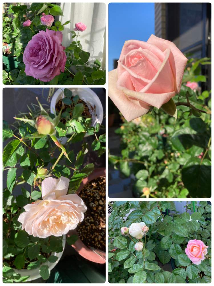 メルヘンケニギン 薔薇の投稿画像 By おだんごさん ばら バラ 薔薇と薔薇 紛粧楼と薔薇 グルスアンアーヘンとバラのある暮らしと私のベランダと鉢植えとガーデニングと花のある暮らしと薔薇シーザーと薔薇フォーユアホーム 21月5月3日 Greensnap グリーンスナップ